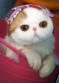 Snoopy the cat wearing a pink floral headband, sitting in a pink bucket.