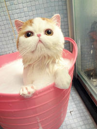 A wet Snoopy the cat standing in a pink tub.