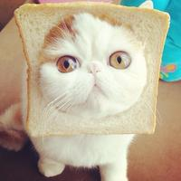Snoopy the cat with his head through a hole in a slice of bread.