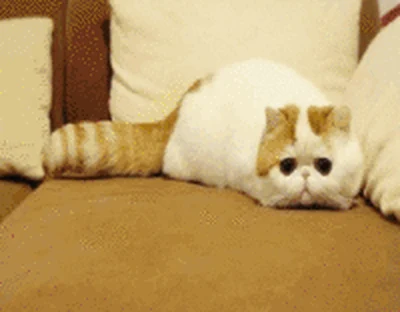 A short looping animation of Snoopy the cat.