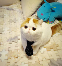 Snoopy the cat wearing a small black necktie on a puzzle mat.