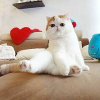 Snoopy the cat sitting upright on a sofa with his legs splayed forward.