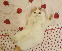 Snoopy the cat lying on his back on strawberry-print bedding.