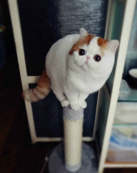Snoopy the cat perched on top of a narrow scratching post, looking down.